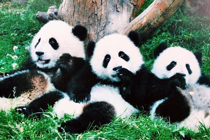 Chengdu One Day Trip from Xiamen by Air: Leshan Giant Buddha, Pandas and More - Who’s This Tour Best For?