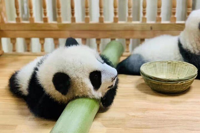 Chengdu One Day Trip of Panda Base Plus Your Choice - The Itinerary Breakdown: What to Expect