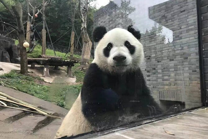 Chengdu Panda and Huanglongxi Ancient Town Private Day Tour - An In-Depth Look at the Tour Itinerary