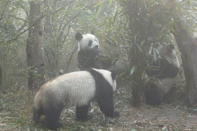 Chengdu Panda Base and Drop off Shuangliu International Airport(CTU) Day Tour - An In-Depth Look at the Tour
