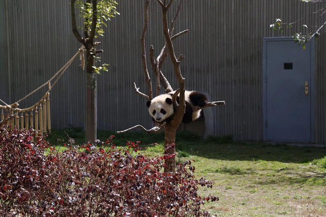 Chengdu Panda Base and Drop off Shuangliu International Airport(CTU) Day Tour - Who Will Love This Tour?