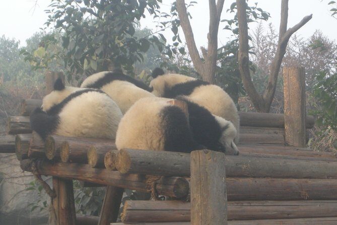 Chengdu Panda Base and Drop off Shuangliu International Airport(CTU) Day Tour - The Sum Up