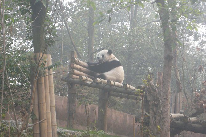 Chengdu Panda Base and Drop off Shuangliu International Airport(CTU) Day Tour - FAQ