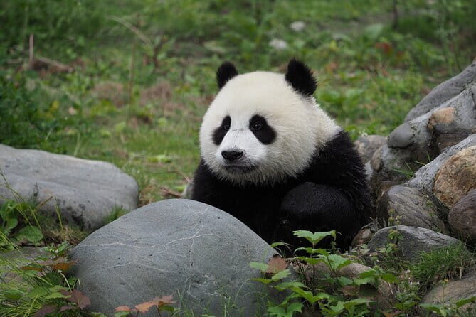Chengdu Panda base and Leshan Giant Buddha one day private tour - A Full Breakdown of the Tour Experience
