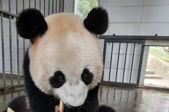 Chengdu Panda Base and Sanxingdui Museum Day Tour - Exploring the Chengdu Panda Base