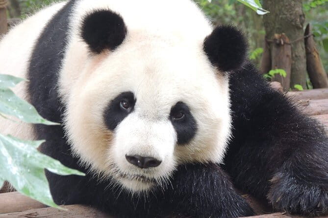 Chengdu Panda Base Day Trip from Shanghai by Air plus Martial Marquis Temple - Key Points