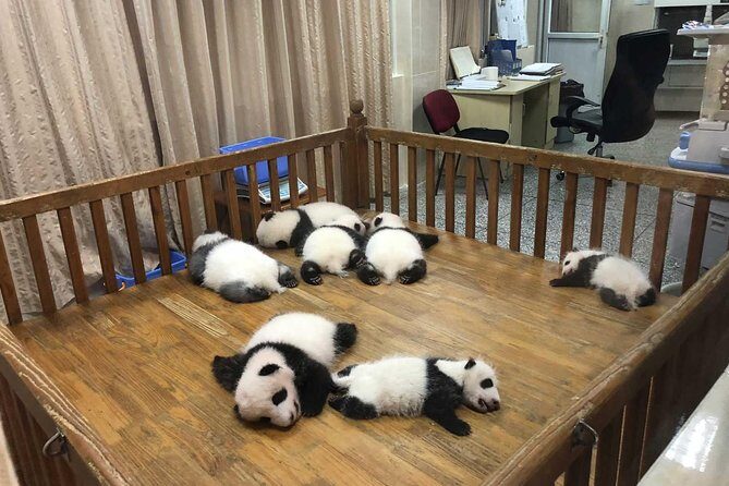 Chengdu Panda Base Half Day Tour - What to Expect on the Tour