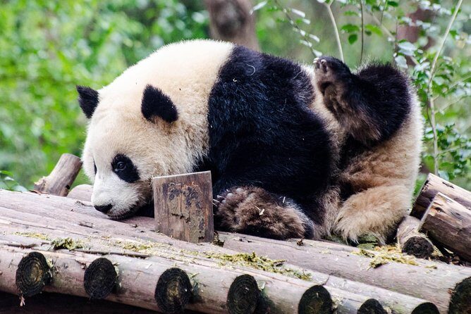 Chengdu: Panda Base Leshan Buddha English-guided Group Tour - An In-Depth Look at the Chengdu: Panda Base and Leshan Buddha Tour