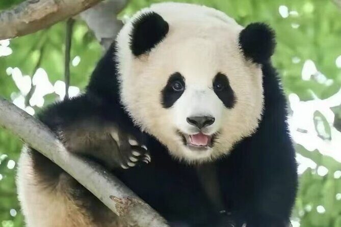 Chengdu Panda Base visit Sichuan cuisine learning experience - FAQs