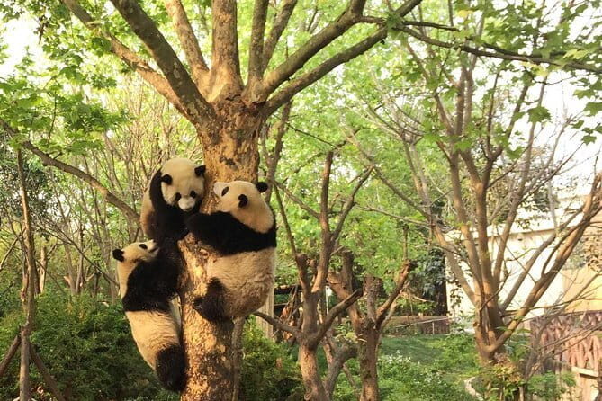 Chengdu Panda Breeding Base Ticket w/ Optional Transfer or Guide - FAQ