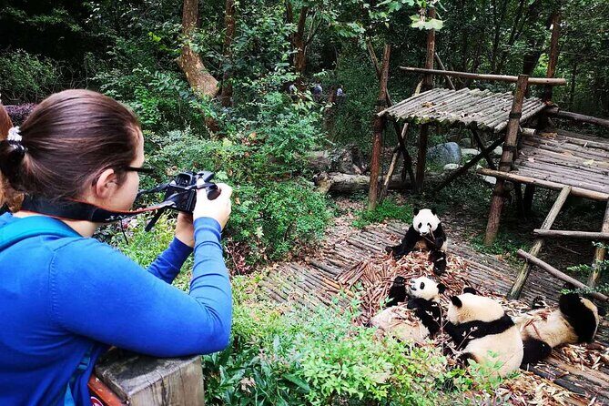 Chengdu Panda & City Tour: Your Ultimate Experience - Who Will Love This Tour?