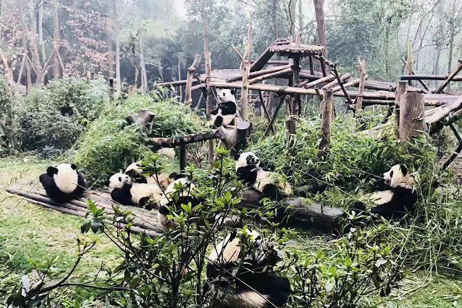 Chengdu Panda Impression Private Day Tour - Key Points