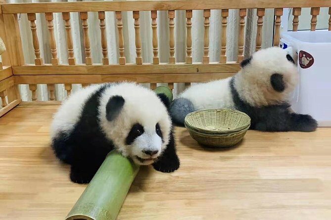 Chengdu Panda Tour and local Culture Experience - Final Thoughts