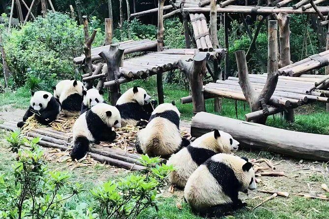 Chengdu Panda Tour and Shu Culture Discovery - FAQ
