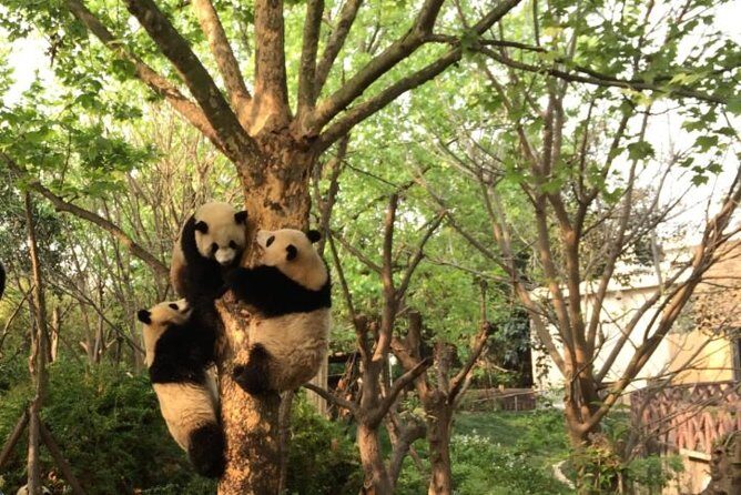 Chengdu Panda Tour with Flexible Afternoon Sightseeing - Key Points