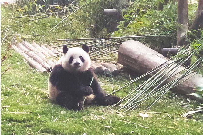 Chengdu Panda Tour with Flexible Afternoon Sightseeing - FAQs