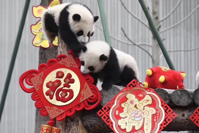 Chengdu Private Day Tour: Du jiang yan Panda Base and Qingcheng Mountain - The Sum Up