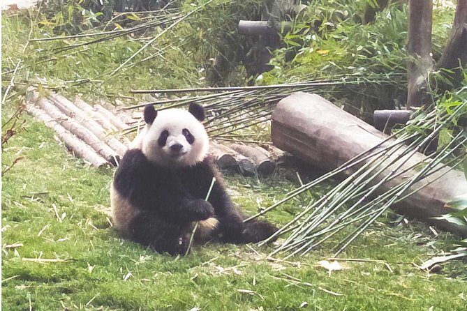 Chengdu Private Day Tour: Giant Panda Base and Qingcheng Mountain - FAQ