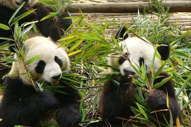 Chengdu Private Day Tour to Emei Mountain with Lunch and Cable Car Ride - FAQs