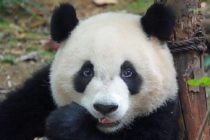 Chengdu Private Full Day Panda Breeding Center and Sanxingdui Museum Tour - Who Should Consider This Tour?