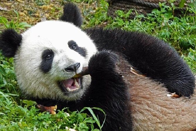 Chengdu Private Full Day Panda Breeding Center and Sanxingdui Museum Tour - FAQ