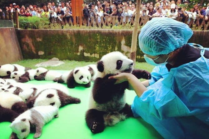 Chengdu Research Base of Giant Panda Breeding Ticket pre-booking - Final Thoughts: Is It Worth It?