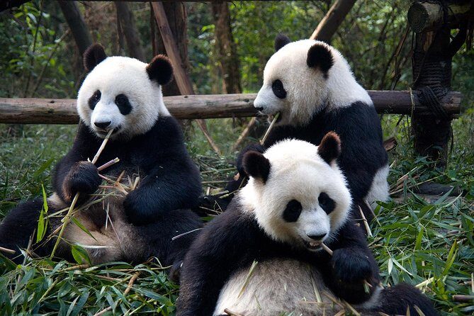 Chengdu Side Trip to Fairy Jiuzhaigou - A Deep Dive Into the 5-Day Itinerary