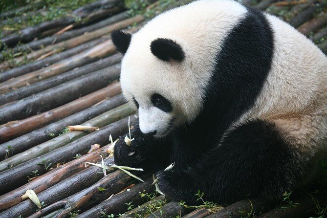 Chengdu Side Trip to Fairy Jiuzhaigou - Final Thoughts: Who Should Consider This Tour?