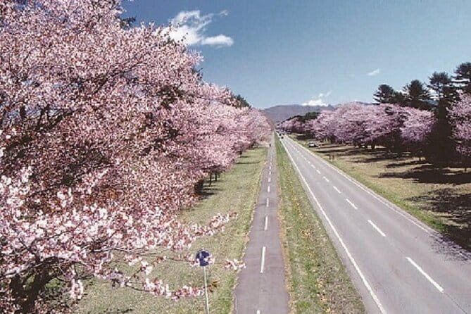 Cherry Blossom Experience including Shizunai Nijukken Road - A Detailed Look at the Cherry Blossom Experience from Sapporo