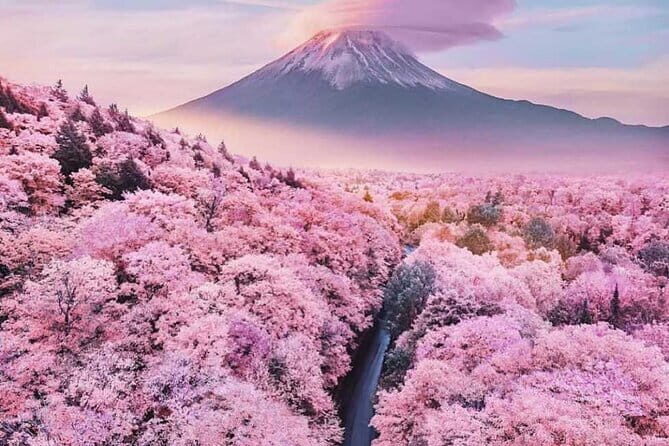 Cherry Blossom Mount Fuji Customizable Luxury vehicle Guided Tour - An In-Depth Look at the Mount Fuji Customizable Tour