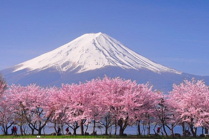 Cherry Blossom Mount Fuji Customizable Luxury vehicle Guided Tour - How the Tour Comes Together