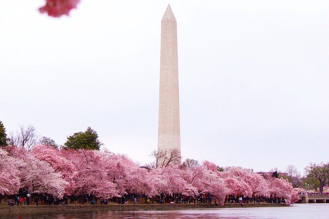 Cherry Blossom Private Bus Tour of Washington DC - Key Points