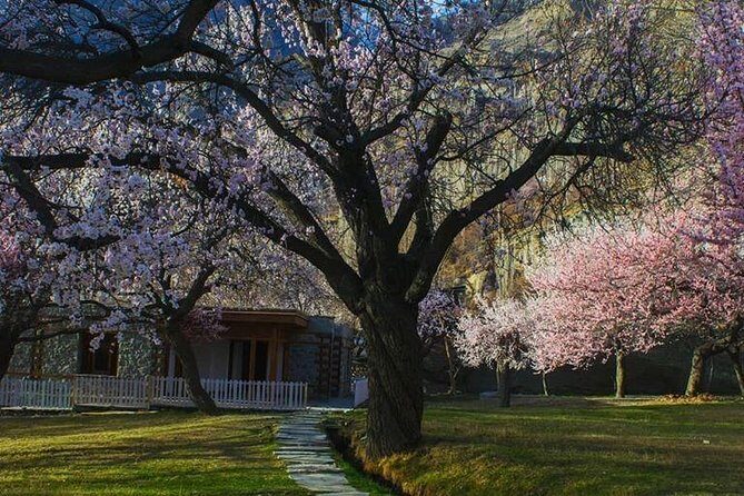 Cherry Blossom Tour -Hunza Valley - The Journey Begins: Islamabad to Gilgit and Beyond