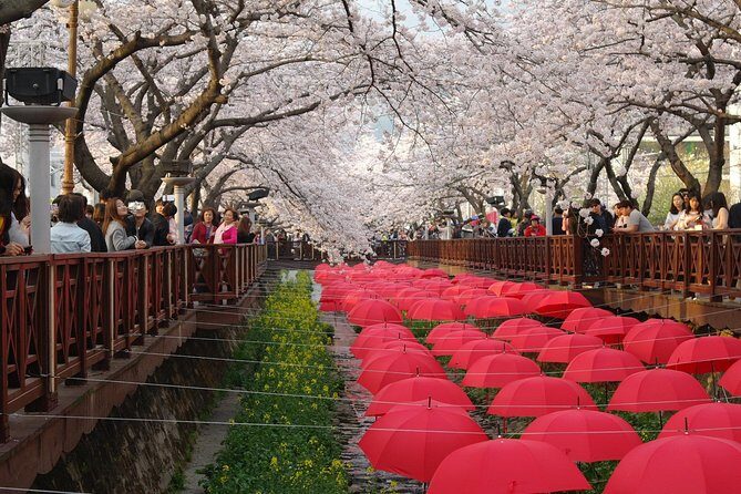 Cherry blossom tour in Busan and Jinhae from Busan - In-Depth Review of the Cherry Blossom Tour