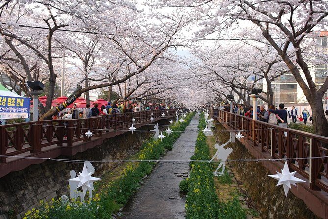 Cherry blossom tour in Busan and Jinhae from Busan - FAQ