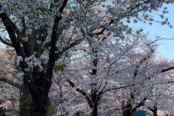 Cherry blossom tour in Tokyo - Frequently Asked Questions