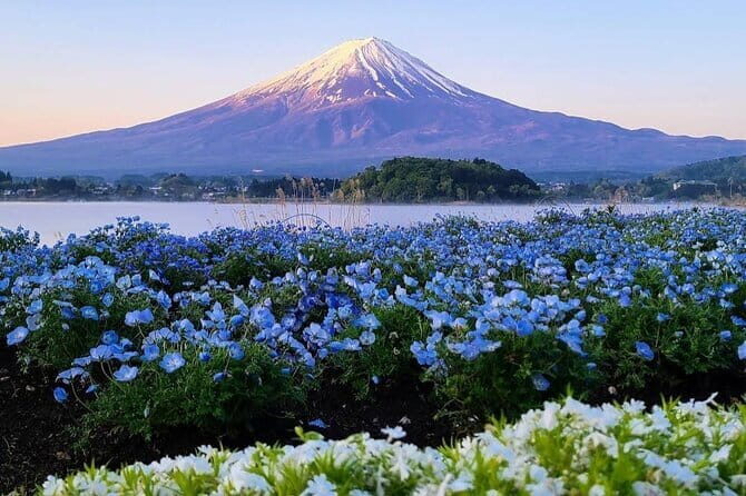 Cherry Blossoms on Mt. Fuji Day Trip with English Speaking Driver - Pickup and Departure from Tokyo