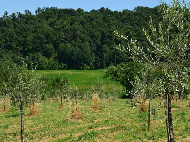 Chianciano: Olive Mill Tour with Oil and Food Tasting - Key Points