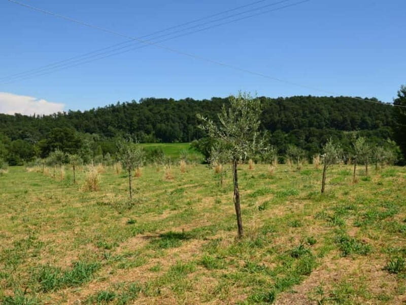 Chianciano: Olive Mill Tour with Oil and Food Tasting - An In-Depth Look at the Olive Mill Tour Experience