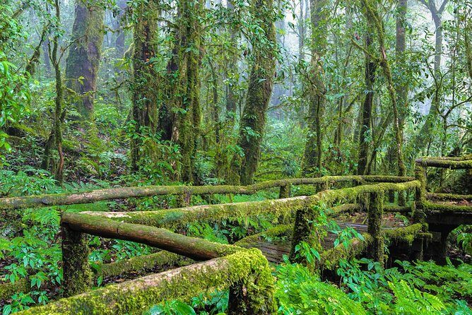 Chiang Mai: Doi Inthanon National Park, Waterfall & Royal Project - Twin Royal Pagodas: A Majestic End