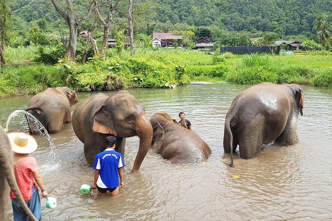 Chiang Mai Elephant Sanctuary and Temples Tour in Spanish - An in-Depth Look at the Itinerary