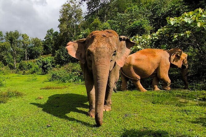 Chiang Mai Elephant Sanctuary Observation and Bamboo Rafting - Exploring Chiang Mai’s Ethical Elephant Sanctuary and Bamboo Rafting: A Detailed Look