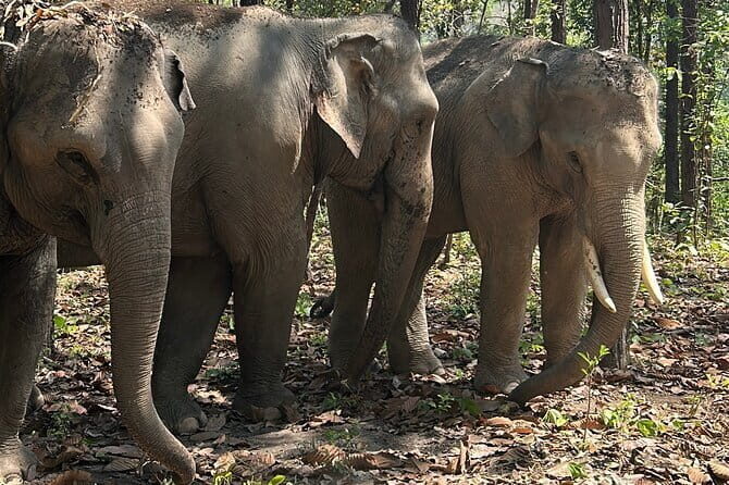 Chiang Mai Half Day Tour: Doi Inthanon Elephant Sanctuary - Why This Tour Offers Great Value