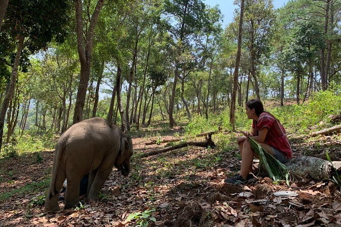 Chiang Mai Half Day Tour: Doi Inthanon Elephant Sanctuary - Practical Details