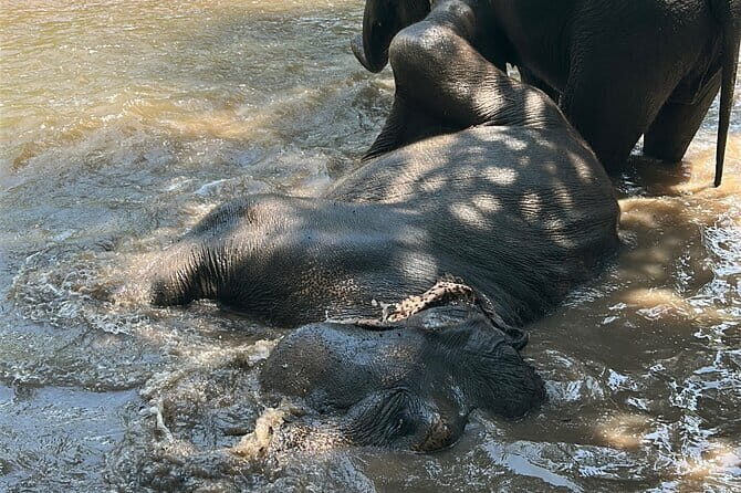 Chiang Mai Half Day Tour: Doi Inthanon Elephant Sanctuary - Who Should Consider This Tour?