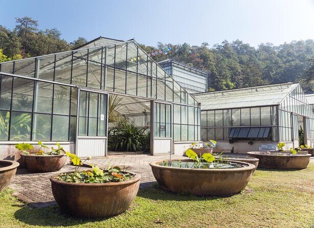Chiang Mai Mon Jam Highlands and Pongyang Full-Day Private Tour - Exploring Chiang Mai’s Highlands: A Day of Views, Culture, and Adventure