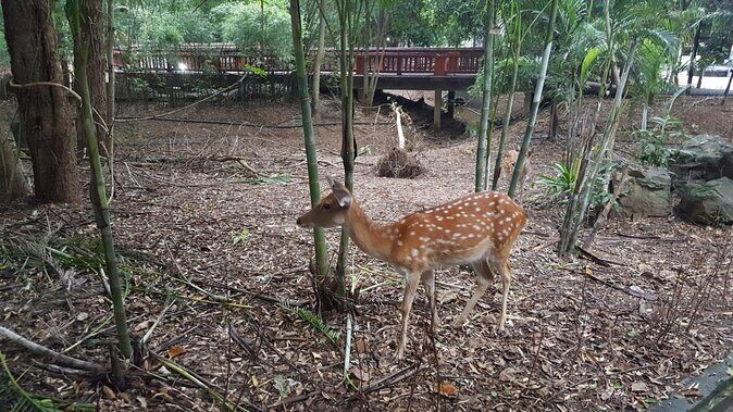 Chiang Mai Night Safari Tour including Transfer (Minimum 2 pax) - Chiang Mai Night Safari Tour Including Transfer: An Authentic Look