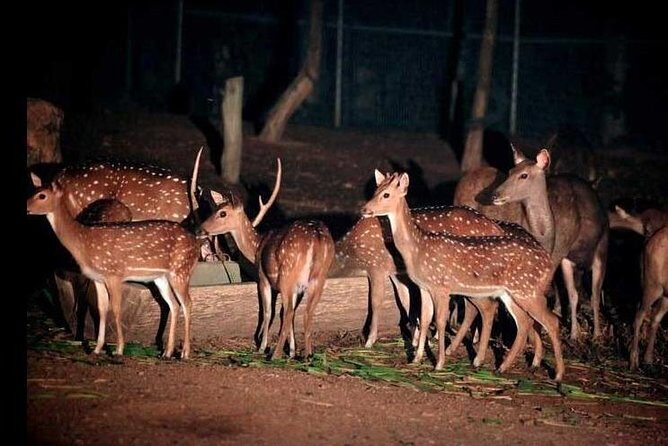 Chiang Mai Night Safari Tour including Transfer (Minimum 2 pax) - Final Thoughts