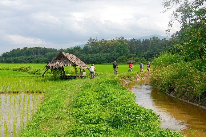 Chiang Mai Rice Fields Biking Tour - Who Will Love This Tour?
