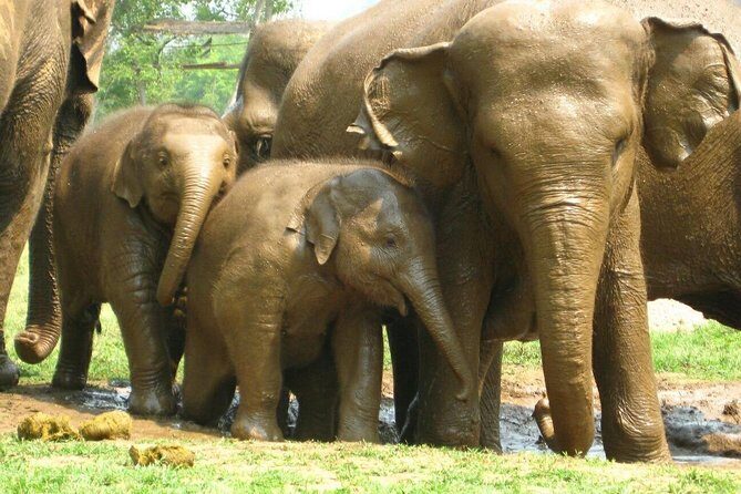 Chiang Mai Zipline White Water Rafting and Elephant Sanctuary - Price and Value Analysis